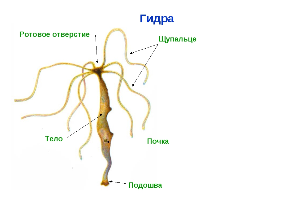 Кракен официальный