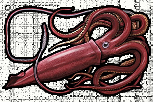 Kraken даркнет маркет